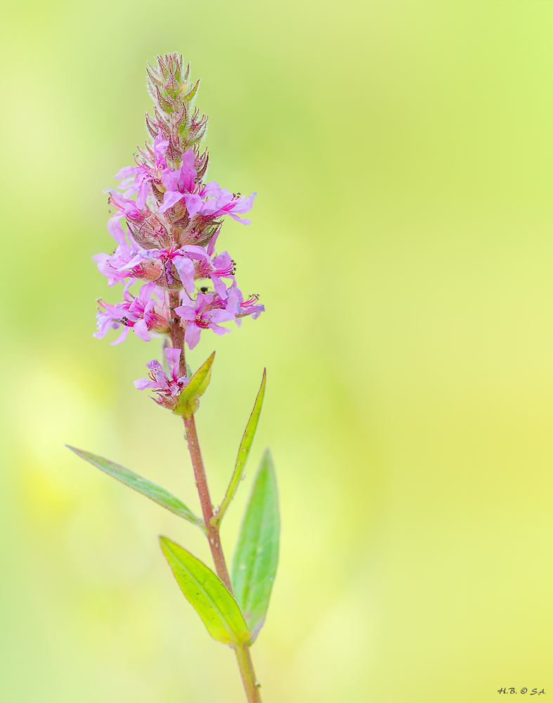 Blutweiderich (Lythrum salicaria)