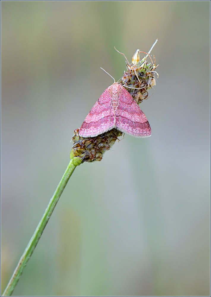 *scopula rubiginata*