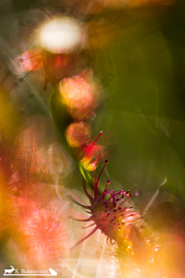 Drosera intermedia