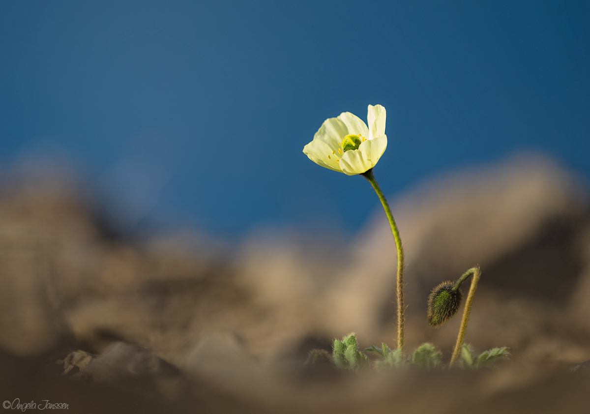 Islandmohn ( Papaver nudicaule)