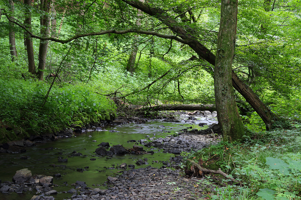 Grüne Murbachwildnis