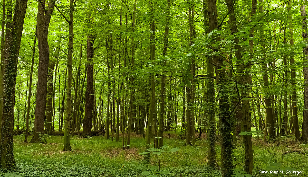 sächsischer Auwald