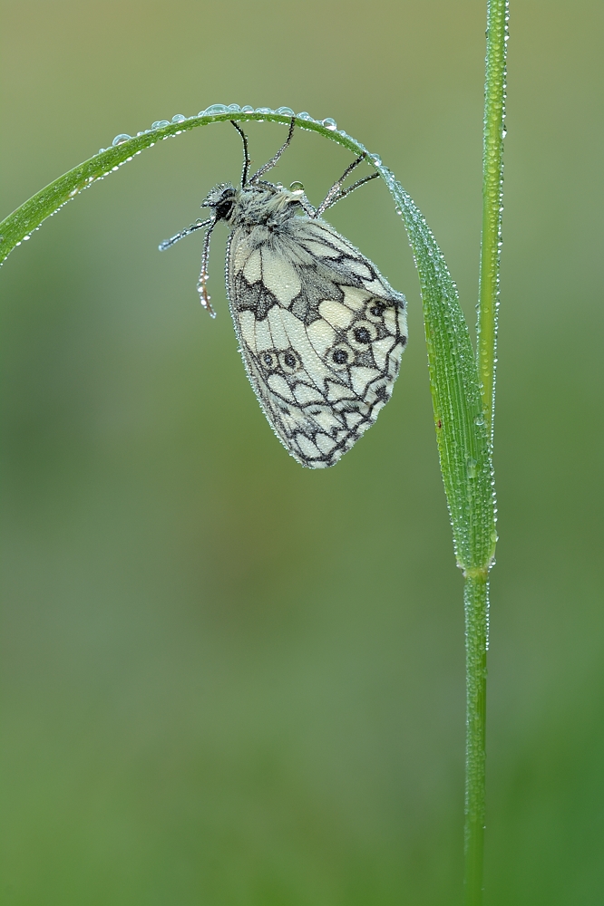 Schachbrettfalter