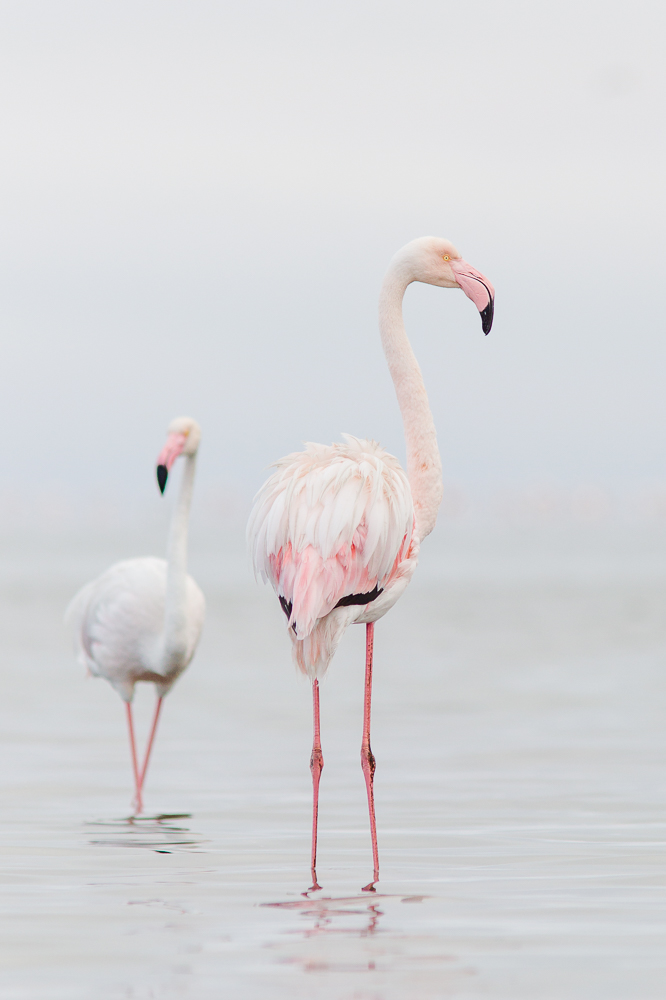 Zwergflamingo