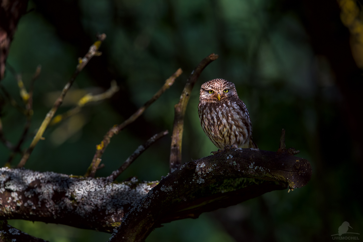 Steinkauz (Athene noctua)