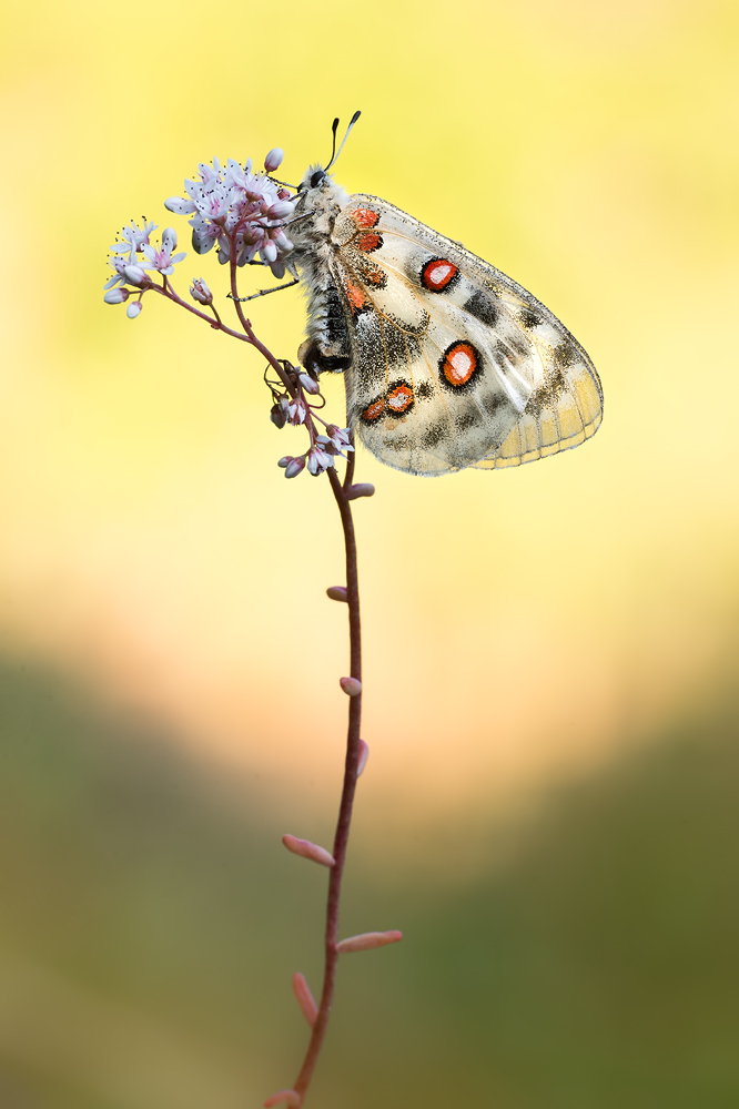 Parnassius apollo vinningensis