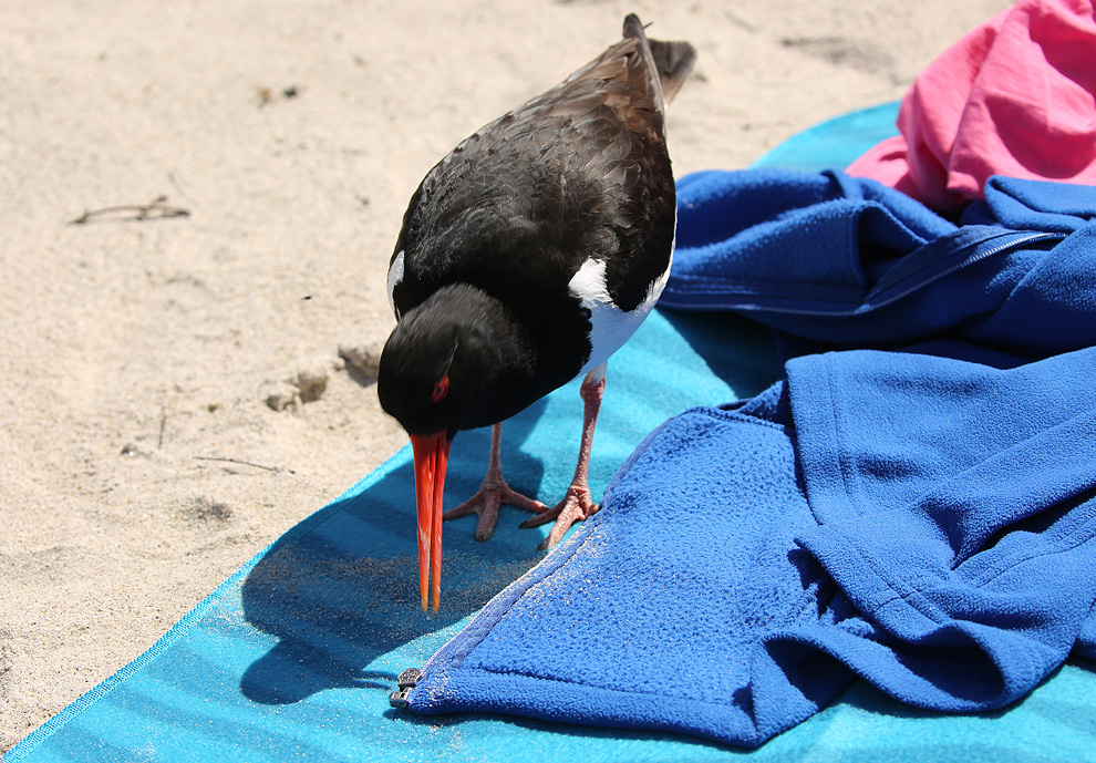 Unser Strandgast