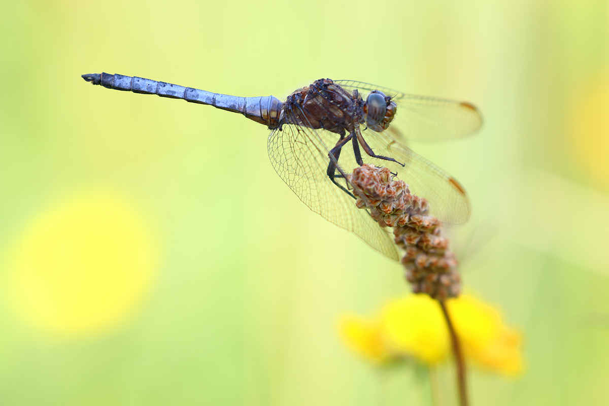 Nun ist es Sommer