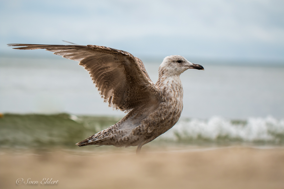 Möwe im Nieselregen....