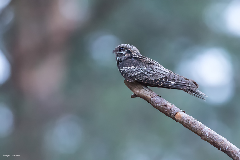 Nachtschwalbe (Forum für Naturfotografen)