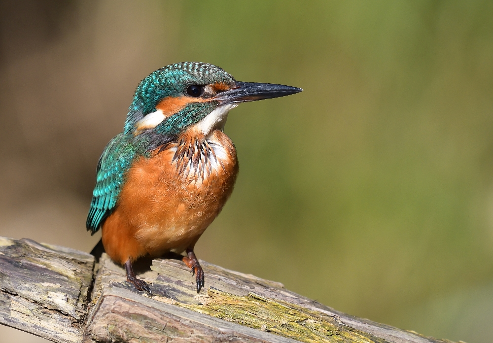 Eisvogel