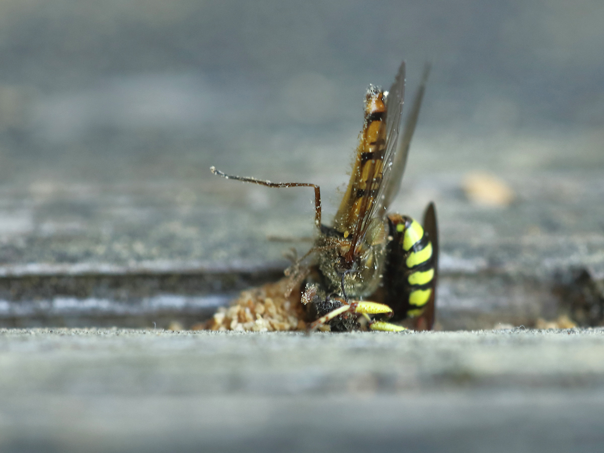 Höllenfahrt einer Schwebfliege........