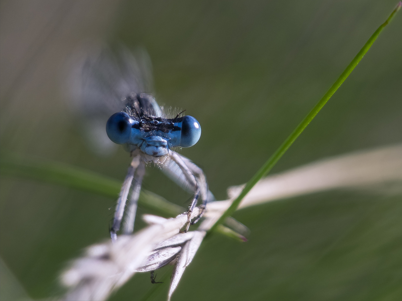 Deine blauen Augen....