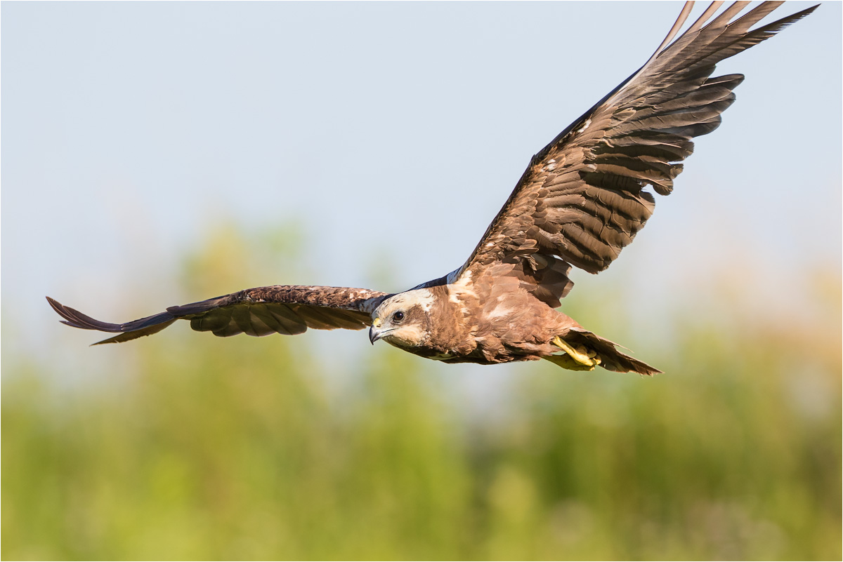 Rohrweihe (Circus aeruginosus)