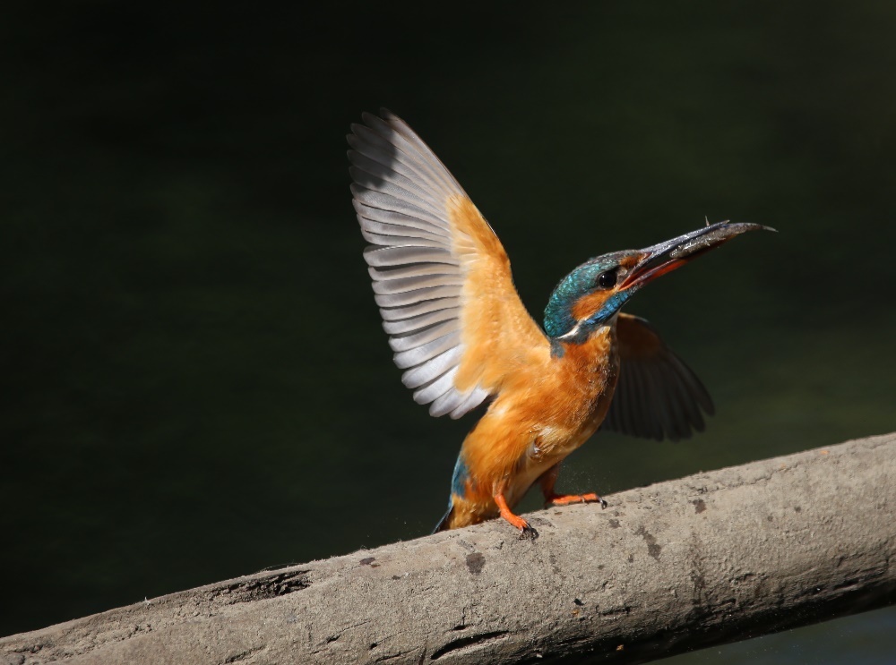 Mein nächster Eisvogel