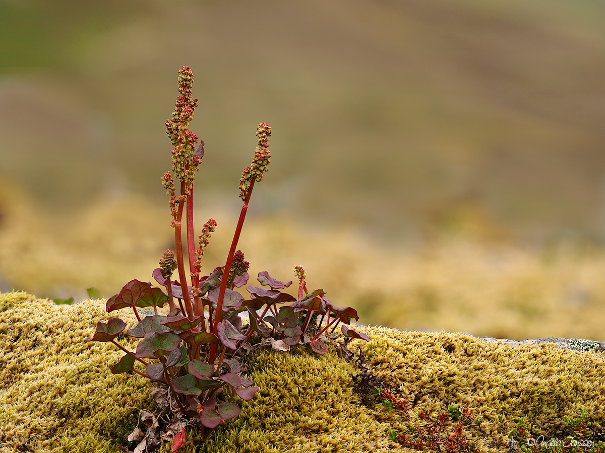 Islands Flora