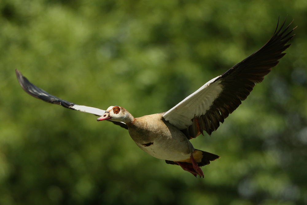 Nilgans