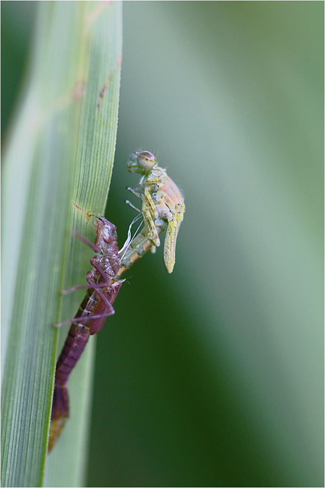 Als ein neues Wesen