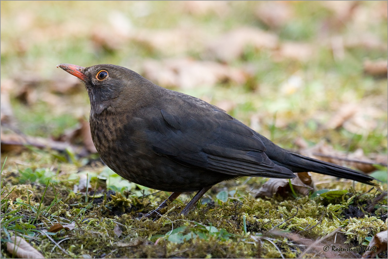 Amsel (Turdus merula)