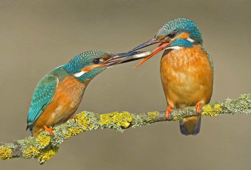 Eisvogel: Balzfütterung