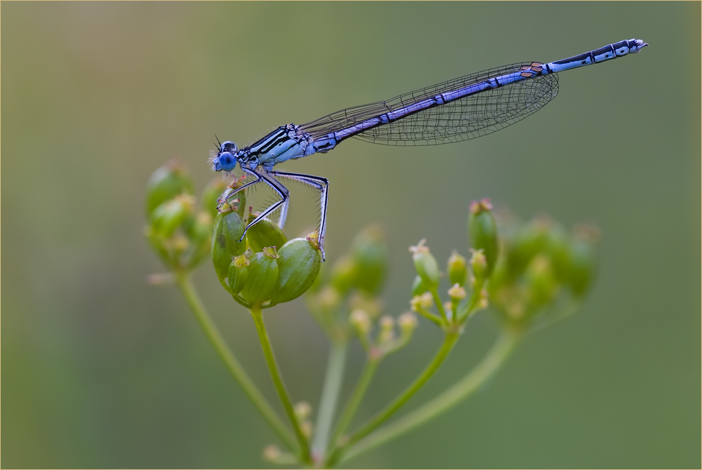 Blaue Federlibelle