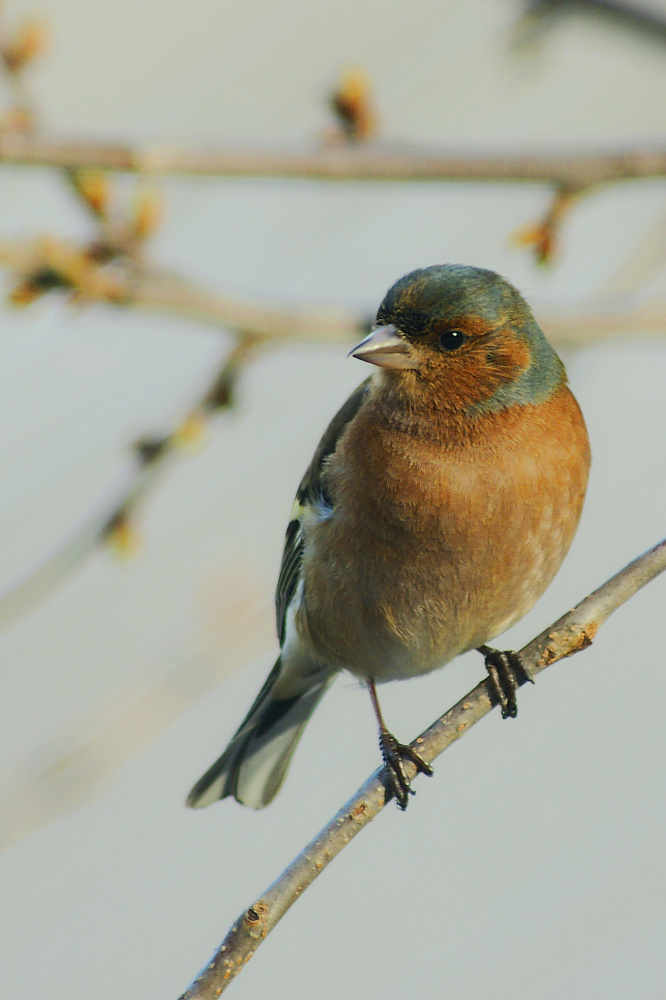 Buchfink - Fringilla coelebs