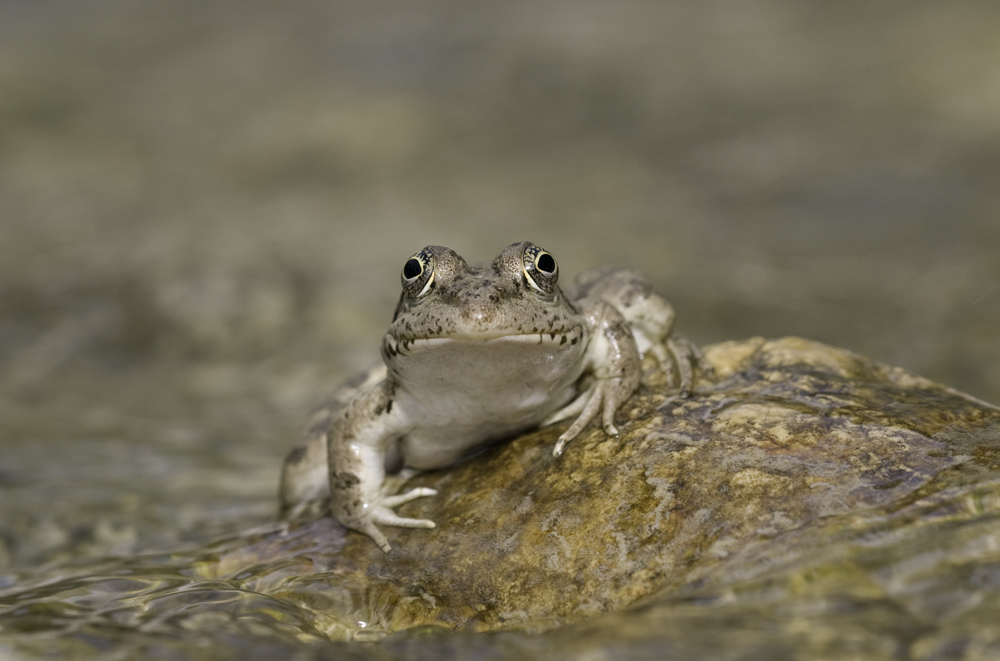 Frosch im Göynük Canyon (Türkei)