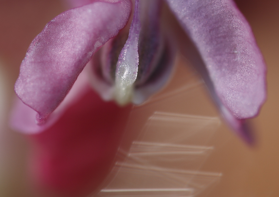 Licht und Form mit Lerchensporn