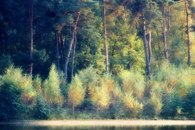 Seeufer im Herbst
