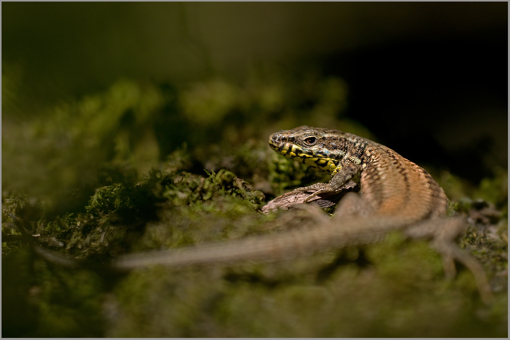 Mauereidechse (Podarcis muralis)