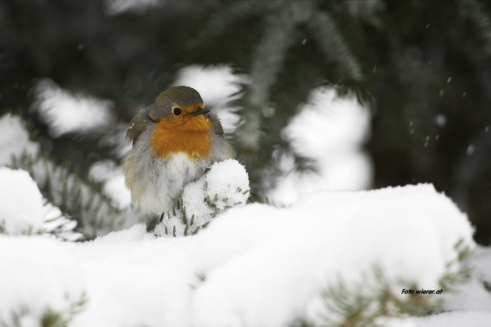 Rotkehlchen im Schnee