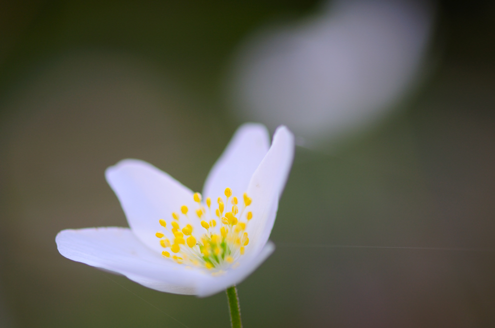 ~ Zarte Blüten ~