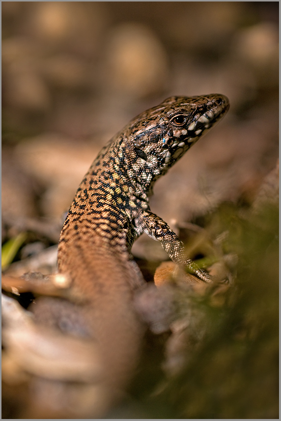 Mauereidechse (Podarcis muralis)