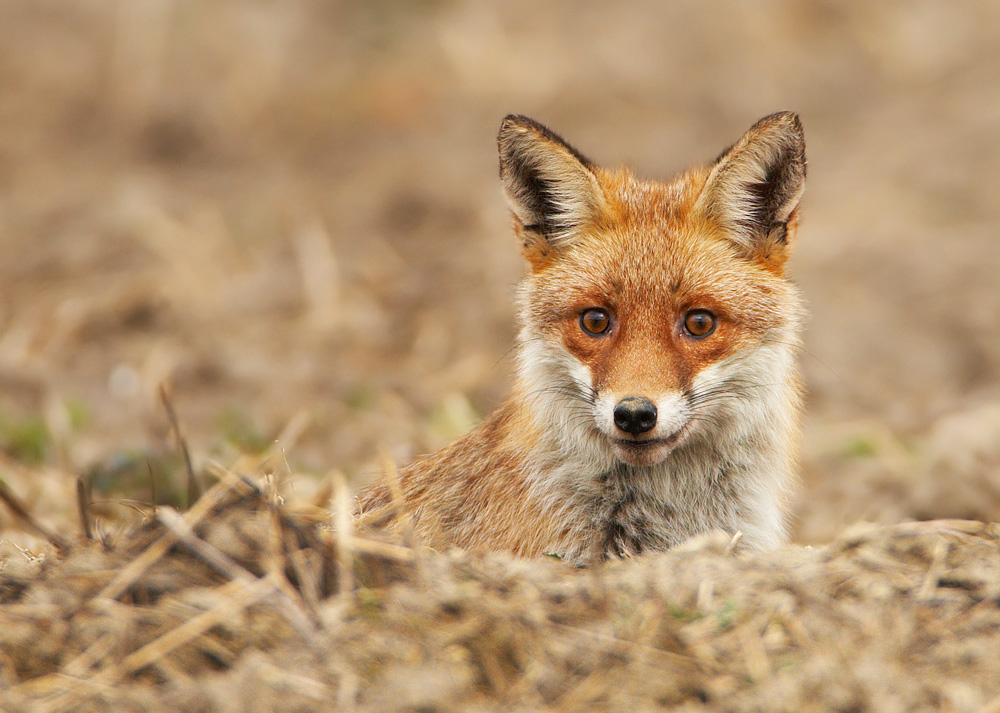 "Mein" Fuchs