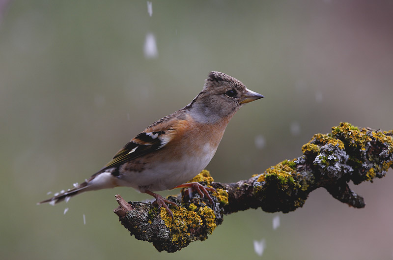 Bergfink bei leichtem Schneefall