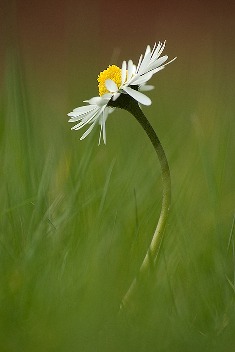 Nochmal ein Gänseblümchen