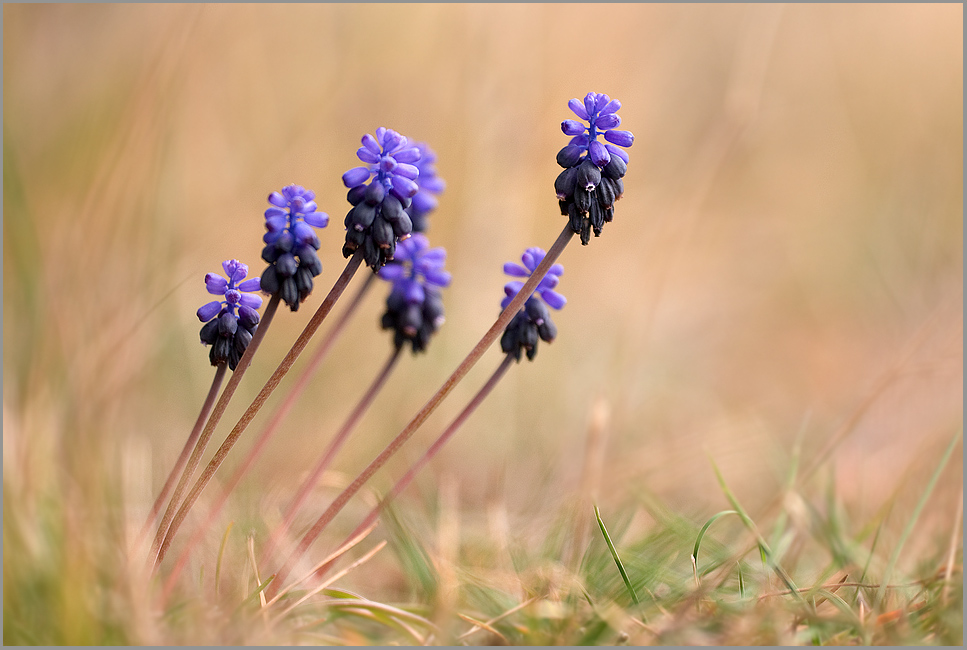 Kleine Traubenhyazinthe (Muscari botryoides)