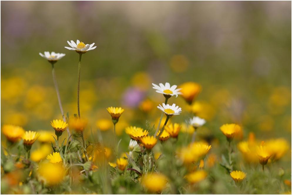 Blumenwiese