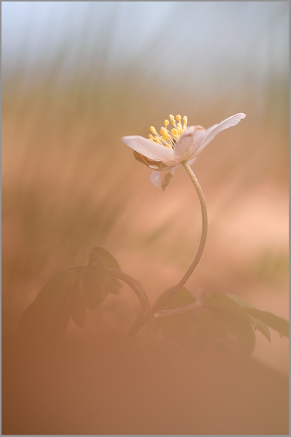 Buschwindröschen (Anemone nemorosa)