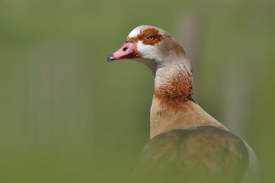 Nilgans (Alopochen aegyptiacus)