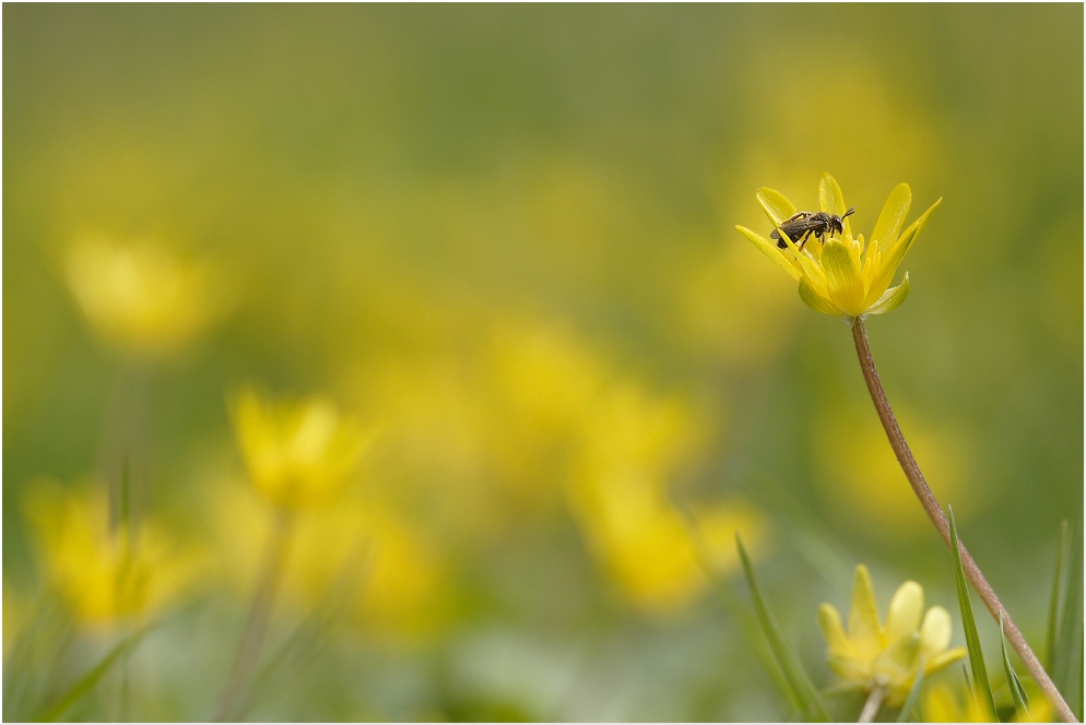 Gelber Frühling