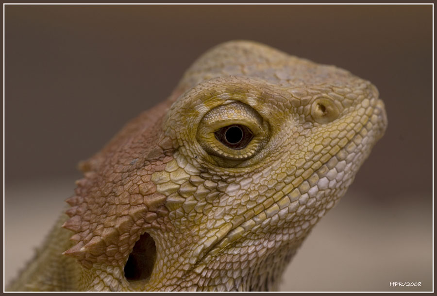 Bartagame