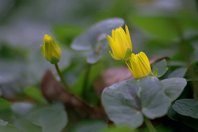 Scharbockskraut (ranunculus ficaria)