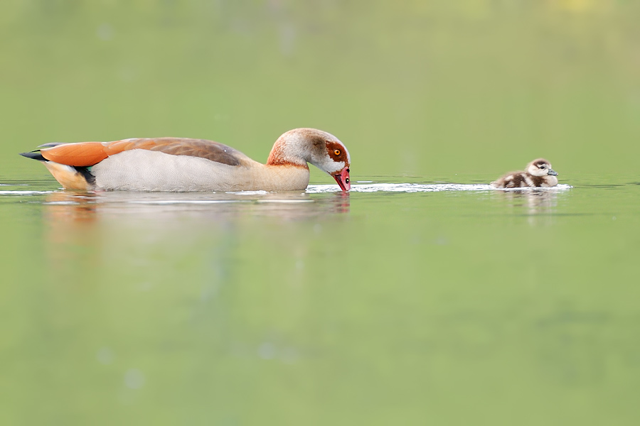 Nilgans (Alopochen aegyptiacus)