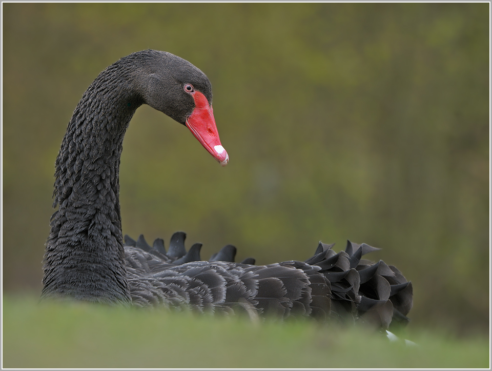 Mama/Papa Trauerschwan