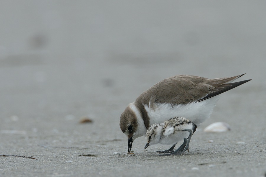 Seeregenpfeifer [ Charadrius alexandrinus]