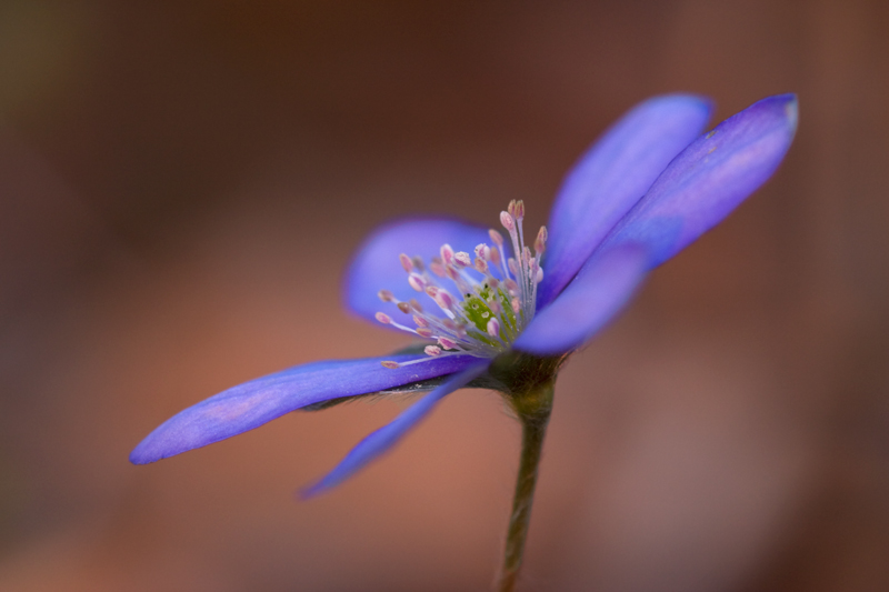 Leberblümchen