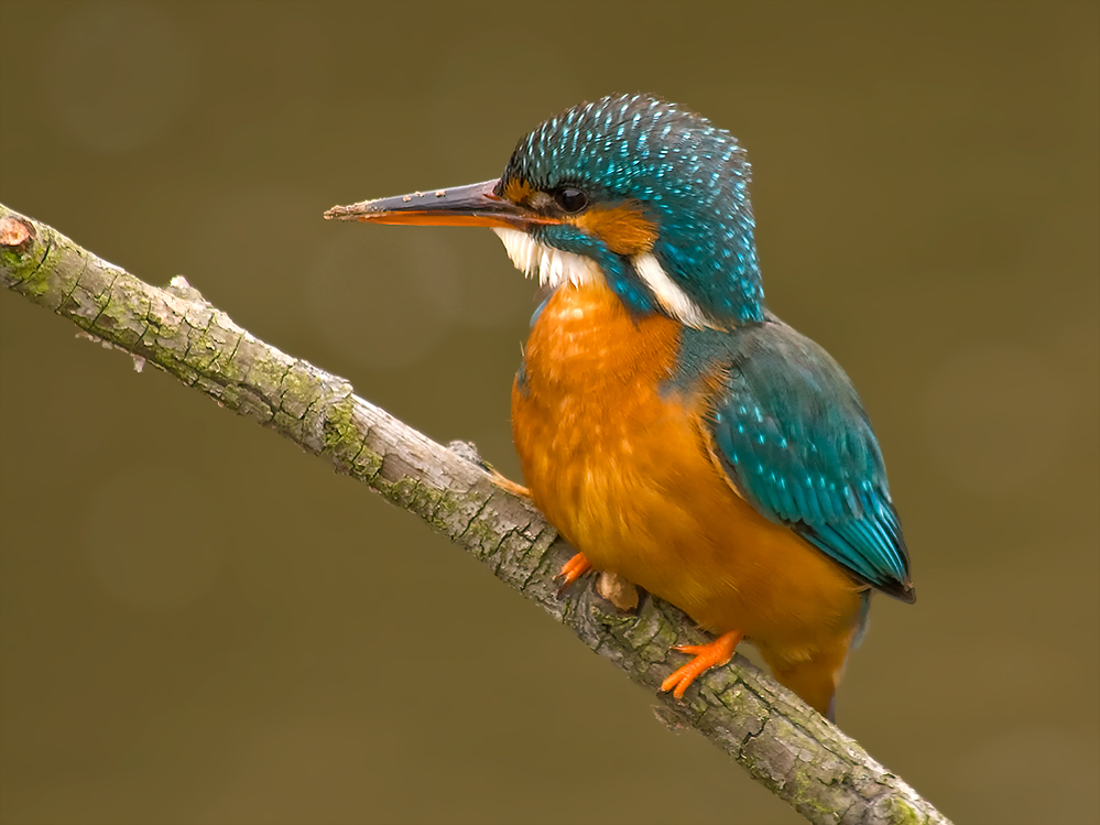 "Meiner"-Alcedo atthis