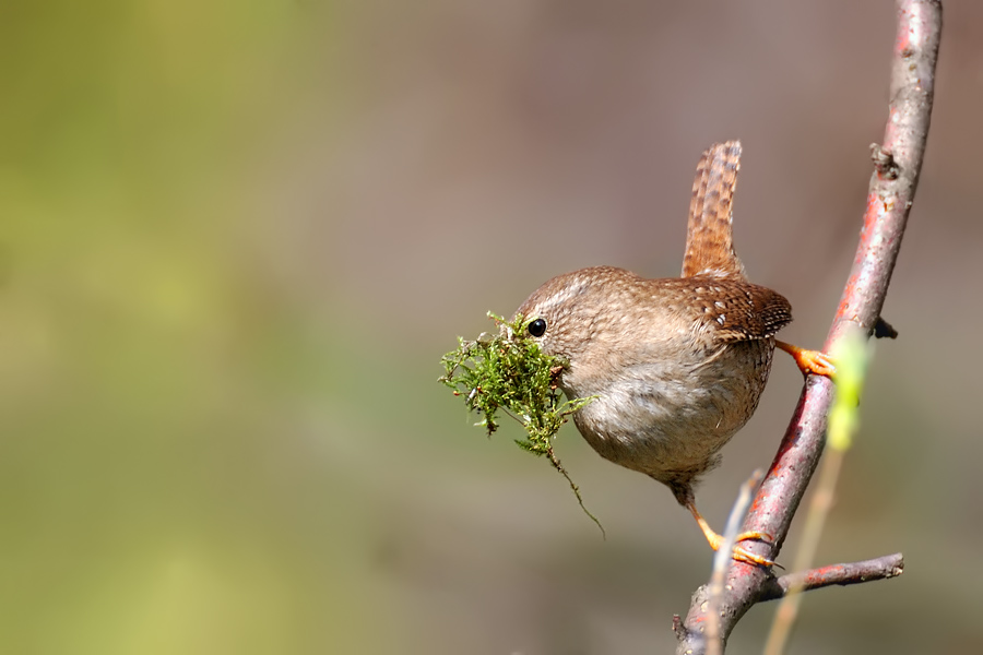 Zaunkönig, Troglodytes troglodytes