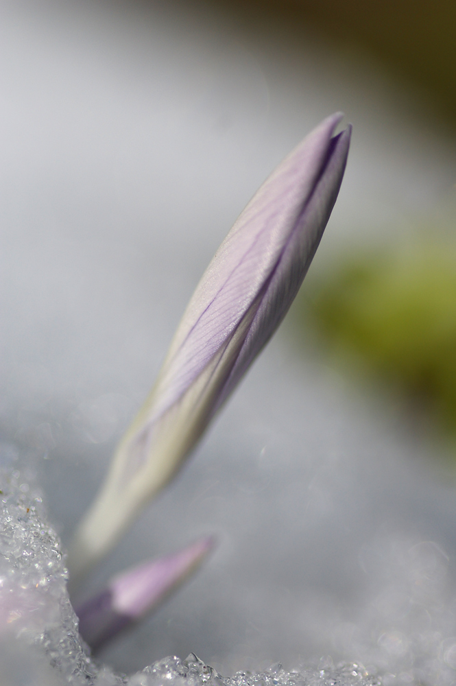 Krokus im Schnee